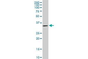 C1QBP MaxPab rabbit polyclonal antibody.