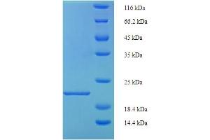 SDS-PAGE (SDS) image for Regenerating Islet Derived Protein 3 gamma (REG3g) (AA 27-174) protein (His tag) (ABIN5710242)