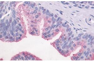 Anti-GPR87 antibody  ABIN1048891 IHC staining of human prostate, epithelium. (GPR87 anticorps  (C-Term))