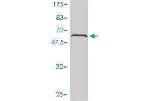 Western Blot detection against Immunogen (46.