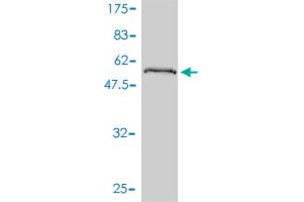 PPM1B anticorps  (AA 1-192)