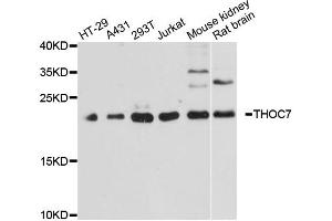 Western blot analysis of extracts of various cell lines, using THOC7 antibody. (THOC7 anticorps)
