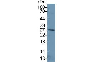 Western blot analysis of Human Placenta lysate, using Human NT3 Antibody (1 µg/ml) and HRP-conjugated Goat Anti-Rabbit antibody (