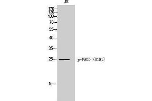 Western Blotting (WB) image for anti-Fas (TNFRSF6)-Associated Via Death Domain (FADD) (pSer191) antibody (ABIN3182716) (FADD anticorps  (pSer191))