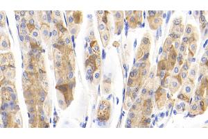 Detection of IFNa7 in Mouse Stomach Tissue using Polyclonal Antibody to Interferon Alpha 7 (IFNa7) (IFNA7 anticorps  (AA 24-190))