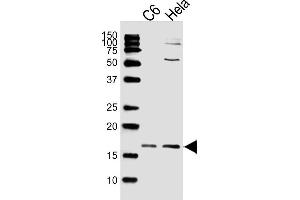 Lane 1: C6 Cell Lysates, Lane 2: HeLa Cell Lysates, probed with Histone H3 (809CT10. (Histone 3 anticorps)
