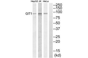 Western blot analysis of extracts from HeLa cells, Jurkat cells and HepG2 cells, using GIT1 antibody. (GIT1 anticorps  (C-Term))