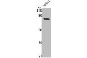 Western Blot analysis of Jurkat cells using Phospho-Stat3 (S727) Polyclonal Antibody