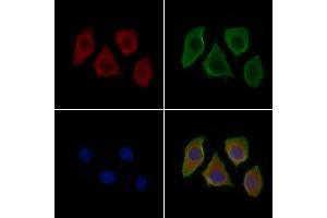 ABIN7094830 and ABIN7098881 staining Hela cells by IF/ICC. (Sialoadhesin/CD169 anticorps  (Internal Region))