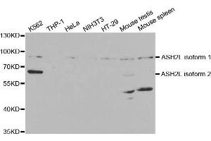 Western Blotting (WB) image for anti-Set1/Ash2 Histone Methyltransferase Complex Subunit ASH2 (ASH2L) antibody (ABIN1876580) (ASH2L anticorps)