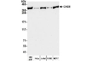 Western Blotting (WB) image for anti-Chromodomain Helicase DNA Binding Protein 8 (CHD8) (AA 2252-2302) antibody (ABIN7454728) (CHD8 anticorps  (AA 2252-2302))
