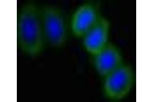 Immunofluorescent analysis of HepG2 cells using ABIN7169807 at dilution of 1:100 and Alexa Fluor 488-congugated AffiniPure Goat Anti-Rabbit IgG(H+L)