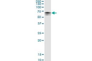 Immunoprecipitation of SOCS6 transfected lysate using anti-SOCS6 MaxPab rabbit polyclonal antibody and Protein A Magnetic Bead , and immunoblotted with SOCS6 purified MaxPab mouse polyclonal antibody (B01P) .