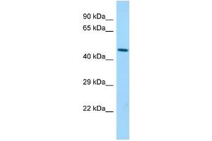 Host: Rabbit Target Name: Blmh Sample Type: Mouse Stomach lysates Antibody Dilution: 1. (BLMH anticorps  (C-Term))