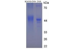 Image no. 2 for Kallikrein 10 (KLK10) (AA 225-240) peptide (Ovalbumin) (ABIN5666256) (Kallikrein 10 (KLK10) (AA 225-240) peptide (Ovalbumin))