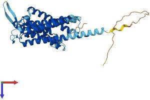 AlphaFold protein structure predicition of Mouse Recombinant Tram2 Protein, UniprotID Q924Z5