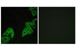 Immunofluorescence analysis of A549 cells, using OR4C3 antibody. (OR4C3 anticorps  (Internal Region))