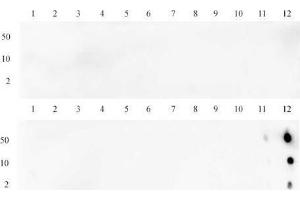 anti-Histone H3 (H3) (H3K36me3) antibody