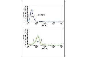 COL5A2 Antibody (N-term) (ABIN391537 and ABIN2841488) flow cytometric analysis of NCI- cells (bottom histogram) compared to a negative control cell (top histogram). (COL5A2 anticorps  (N-Term))