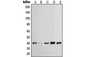 Western blot analysis of Cytokeratin 19 expression in MCF7 (A), A431 (B), HeLa (C), HT29 (D), HepG2 (E) whole cell lysates. (Cytokeratin 19 anticorps  (C-Term))