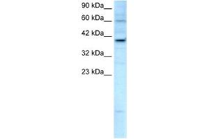 KIF25 antibody used at 2. (KIF25 anticorps  (C-Term))