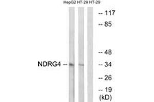 Western blot analysis of extracts from HT-29/HepG2 cells, using NDRG4 Antibody. (NDRG4 anticorps  (AA 187-236))