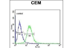 GABRA4 Antibody (Center) (ABIN653246 and ABIN2842771) flow cytometric analysis of CEM cells (right histogram) compared to a negative control cell (left histogram). (GABRA4 anticorps  (AA 350-377))
