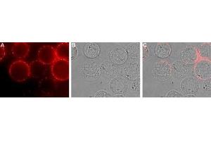 Expression of EMR1 in rat RBL cells - Cell surface detection of EMR1 in intact living rat basophilic leukemia (RBL) cells. (F4/80 anticorps  (Extracellular, N-Term))