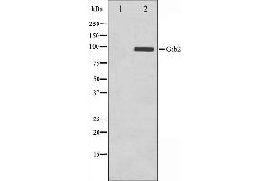 Western blot analysis on HT29 cell lysate using Gab2 Antibody,The lane on the left is treated with the antigen-specific peptide. (GAB2 anticorps  (C-Term))
