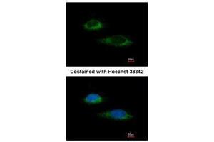 ICC/IF Image Immunofluorescence analysis of methanol-fixed HeLa, using Glutamate Dehydrogenase, antibody at 1:100 dilution. (GLUD1 anticorps)