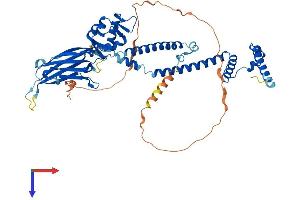 AlphaFold protein structure predicition of Mouse Recombinant Smarcd1 Protein, UniprotID Q61466