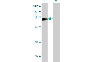 Western Blot analysis of DVL2 expression in transfected 293T cell line by DVL2 MaxPab polyclonal antibody. (DVL2 anticorps  (AA 1-736))