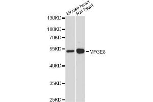 Western blot analysis of extracts of various cell lines, using MFGE8 antibody. (MFGE8 anticorps)