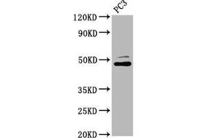 Western Blot Positive WB detected in: PC-3 whole cell lysate All lanes: SEC14L2 antibody at 4. (SEC14L2 anticorps  (AA 233-358))