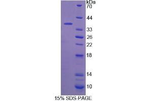 SDS-PAGE analysis of Mouse CANT1 Protein. (CANT1 Protéine)