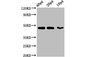 Western Blot Positive WB detected in: 293T whole cell lysate at 40 μg, 20 μg, 10 μg All lanes:ACTB antibody at 1:5000 Secondary Goat polyclonal to mouse IgG at 1/50000 dilution Predicted band size: 42 KDa Observed band size: 42 KDa Exposure time: 5 min