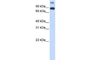 WB Suggested Anti-TMEM48 Antibody Titration:  0. (TMEM48 anticorps  (Middle Region))
