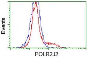 Image no. 2 for anti-Polymerase (RNA) II (DNA Directed) Polypeptide J2 (POLR2J2) antibody (ABIN1500338) (POLR2J2 anticorps)