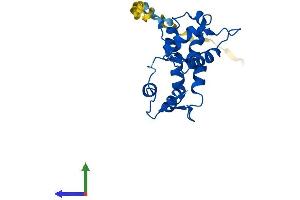 AlphaFold protein structure predicition of Human Recombinant MYL4 Protein, UniprotID P12829