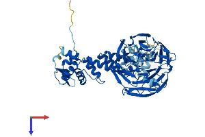 AlphaFold protein structure predicition of Human Recombinant KLHL23 Protein, UniprotID Q8NBE8