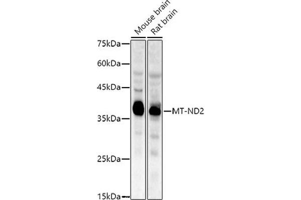 MT-ND2 antibody  (C-Term)