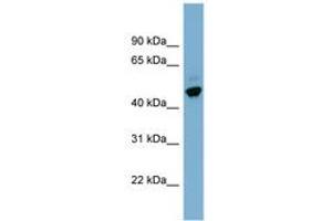 Image no. 1 for anti-One Cut Homeobox 2 (ONECUT2) (AA 395-444) antibody (ABIN6741946) (ONECUT2 anticorps  (AA 395-444))