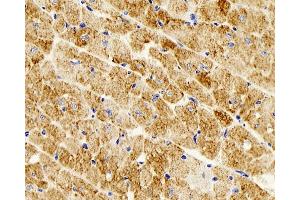 Immunohistochemistry analysis of parafffin-embedded mouse heart using Desmin Monoclonal Antibody at dilution of 1:300. (Desmin anticorps)
