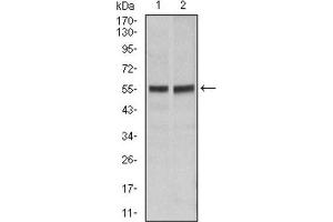Western Blotting (WB) image for anti-TNF Receptor Superfamily, Member 6 (FAS) antibody (ABIN1845668) (FAS anticorps)