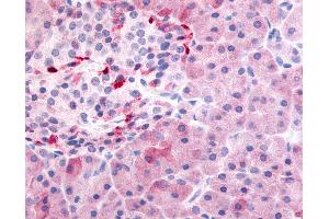Anti-PDE7B antibody IHC of human pancreas.
