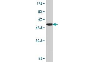 Western Blot detection against Immunogen (51.