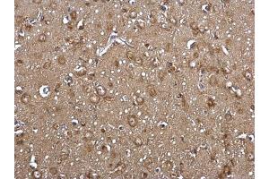 IHC-P Image FACL4 antibody [C3], C-term detects FACL4 protein at cytosol on rat middle brain by immunohistochemical analysis.
