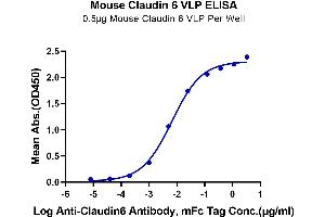 Immobilized Mouse Claudin 6 VLP at 5 μg/mL (100 μL/Well) on the plate. (Claudin 6 Protein-VLP (CLDN6) (AA 1-219))