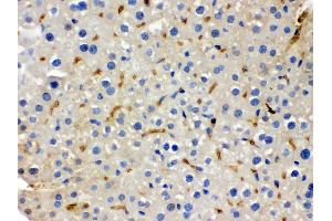 Anti- BMP5 Picoband antibody, IHC(P) IHC(P): Mouse Liver Tissue (BMP5 anticorps  (C-Term))