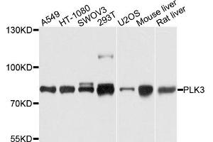 Western blot analysis of extracts of various cells, using PLK3 antibody. (PLK3 anticorps)